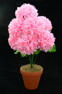 Pink Carnation-Mum Bush x7  (Lot of 1) SALE ITEM